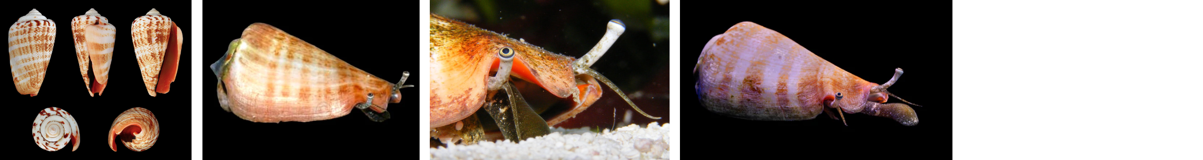 Images of strawberry conchs